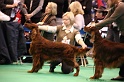 Crufts2011_2 019